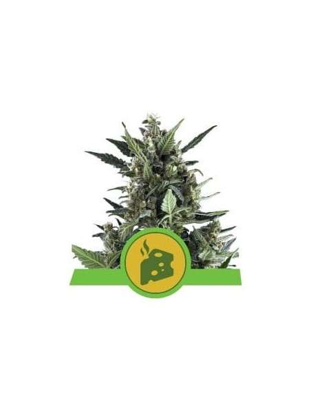 ROYAL QUEEN SEEDS - Blue Cheese Automatic - 1