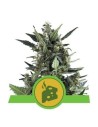 ROYAL QUEEN SEEDS - Blue Cheese Automatic - 1