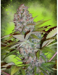 MINISTRY OF CANNABIS - Auto Cheese NL - 1