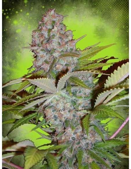 MINISTRY OF CANNABIS - Auto Cheese NL - 1