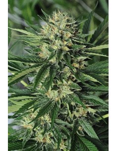 HUMBOLDT SEED - Dr Greenthumb's Em-Dog by B-Real - 1