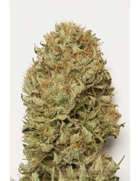 HUMBOLDT SEED - Blue Dream Auto - 1