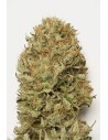 HUMBOLDT SEED - Blue Dream Auto - 1