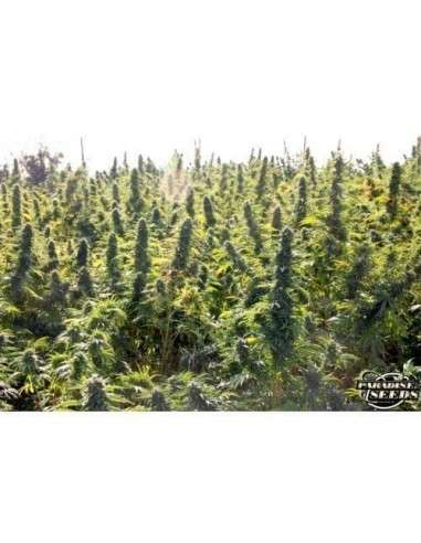 PARADISE SEEDS - Delahaze - 5