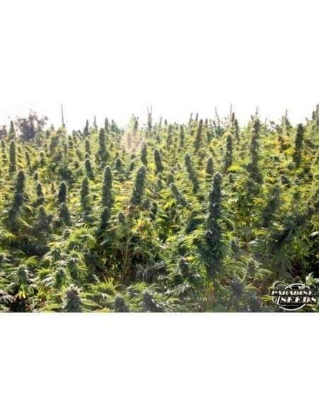 PARADISE SEEDS - Delahaze - 5
