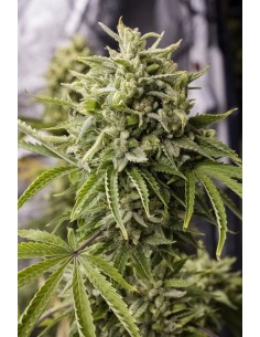 HUMBOLDT SEED - Bubba Kush Auto - 1