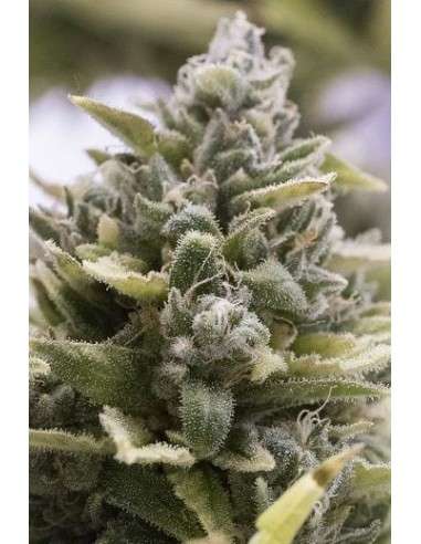 Humboldt - OG Kush Auto - 1