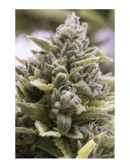 Humboldt - OG Kush Auto - 1
