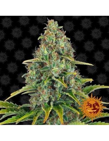 Barney’s Farm - Blueberry Cheese Auto - 1