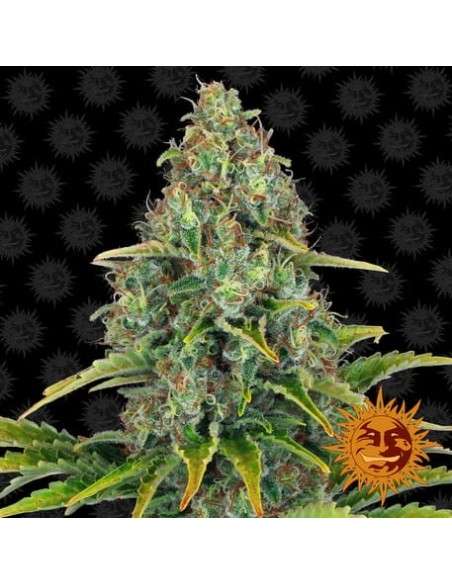 Barney’s Farm - Blueberry Cheese Auto - 1
