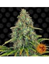 Barney’s Farm - Blueberry Cheese Auto - 1