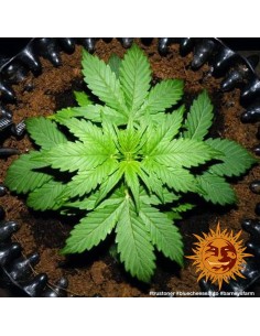 Barney’s Farm - Blueberry Cheese Auto - 1 2