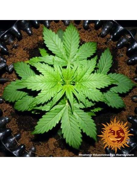 Barney’s Farm - Blueberry Cheese Auto - 2