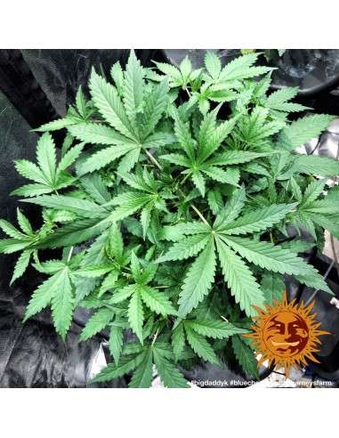 Barney’s Farm - Blueberry Cheese Auto - 3