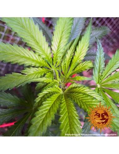 Barney’s Farm - Blueberry Cheese Auto - 4