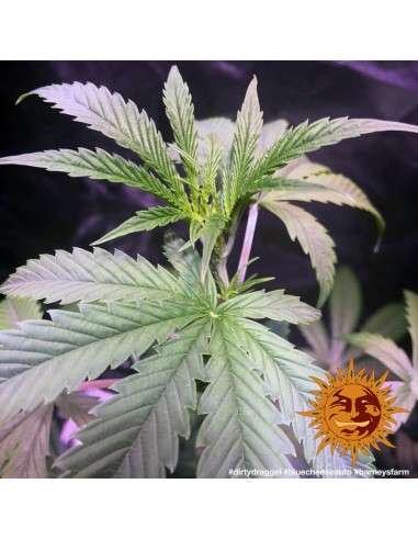 Barney’s Farm - Blueberry Cheese Auto - 5