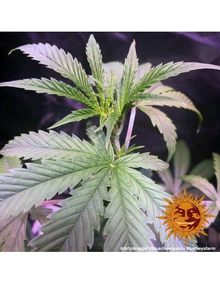 Barney’s Farm - Blueberry Cheese Auto - 5