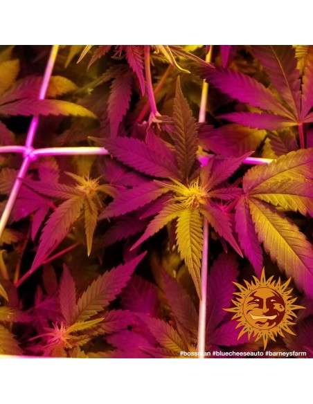 Barney’s Farm - Blueberry Cheese Auto - 6