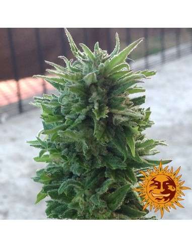 Barney’s Farm - Blueberry Cheese Auto - 8