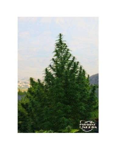 PARADISE SEEDS - Delahaze - 6