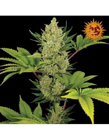 Barney’s Farm - Blueberry Cheese Auto - 9