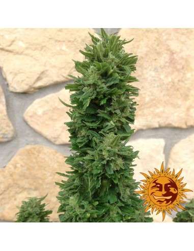 Barney’s Farm - Blueberry Cheese Auto - 10