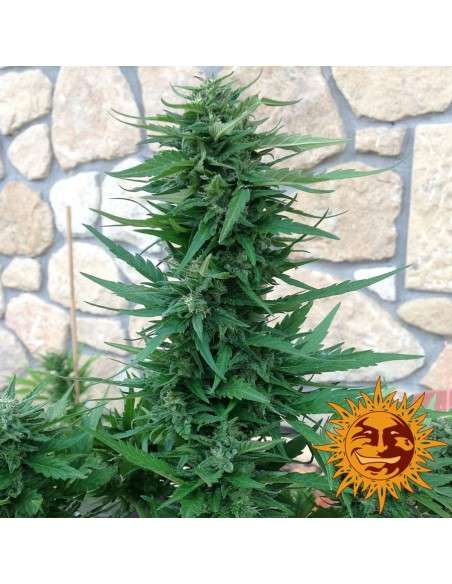Barney’s Farm - Blueberry Cheese Auto - 11