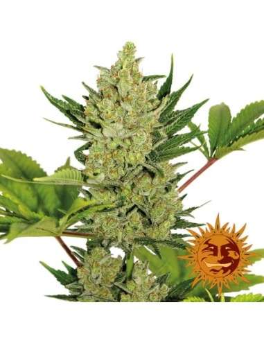 Barney’s Farm - Blueberry Cheese Auto - 12