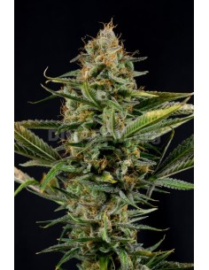 DINAFEM - Amnesia Kush - 1