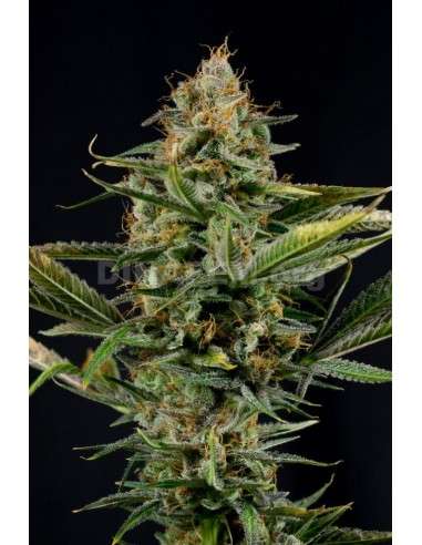 DINAFEM - Amnesia Kush - 1
