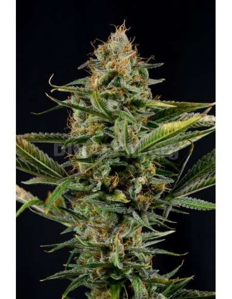 DINAFEM - Amnesia Kush - 1