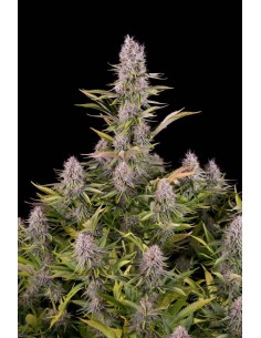 DINAFEM - Amnesia Kush - 1 2