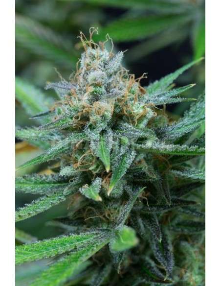DINAFEM - Amnesia Kush - 3