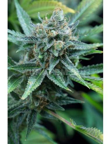 DINAFEM - Amnesia Kush - 4