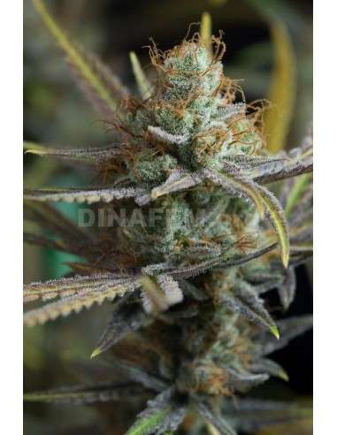 DINAFEM - Amnesia Kush - 5