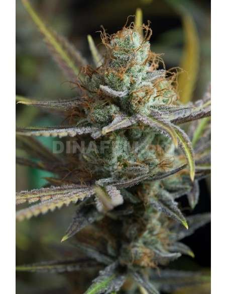 DINAFEM - Amnesia Kush - 5