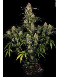 DINAFEM - Big Kush - 1
