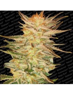 PARADISE SEEDS - Ice Cream - 1