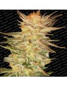 PARADISE SEEDS - Ice Cream - 1