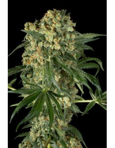 DINAFEM - Big Kush - 1 2