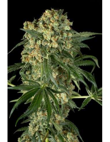 DINAFEM - Big Kush - 2