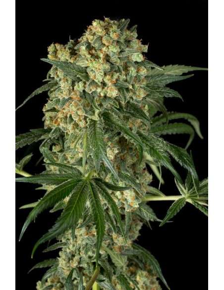 DINAFEM - Big Kush - 2