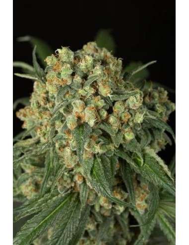 DINAFEM - Big Kush - 3
