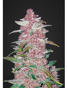 FASTBUDS - Blackberry Auto - 1