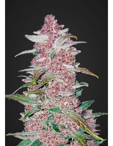 FASTBUDS - Blackberry Auto - 1