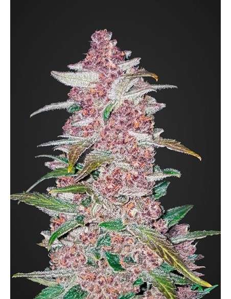 FASTBUDS - Blackberry Auto - 1