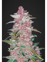 FASTBUDS - Blackberry Auto - 1