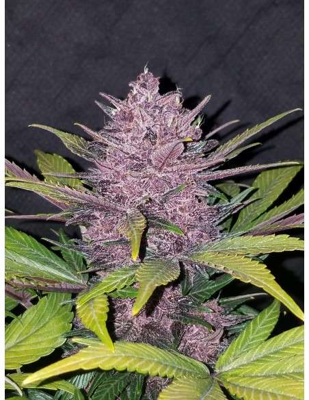 FASTBUDS - Blackberry Auto - 3