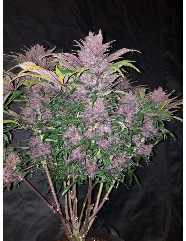 FASTBUDS - Blackberry Auto - 4