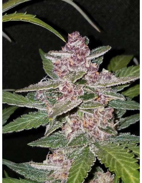 FASTBUDS - Blackberry Auto - 5